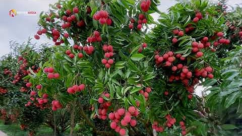 THĂM VƯỜN VẢI THIỀU VietGAP CỰC SAI, QUẢ CỰC ĐẸP TẠI LỤC NGẠN