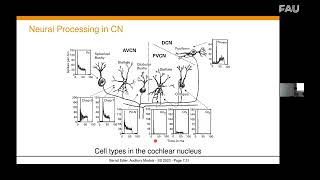 13   Auditory Models Part 07b ID 48701