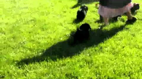 Raymond Lapp Mini labradoodles