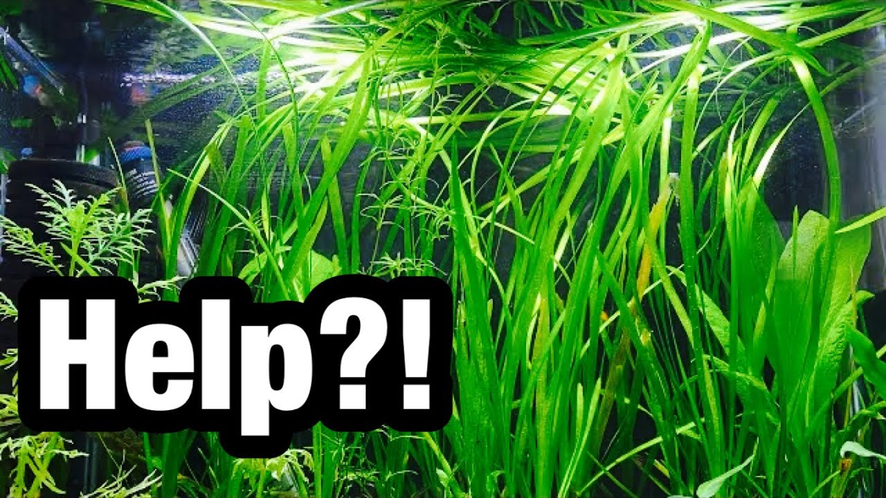 Vallisneria Jungle Val is Melting? Not Growing? YouTube