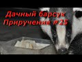 Дачный барсук. Приручение #25