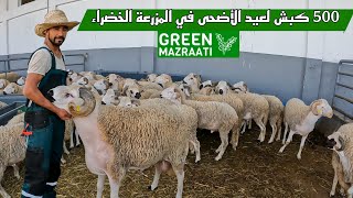 ازيذ من 500 كبش لعيد الأضحى في المزرعة الخضراء Green Mazraati الجودة و التقة و التوصيل لعين المكان