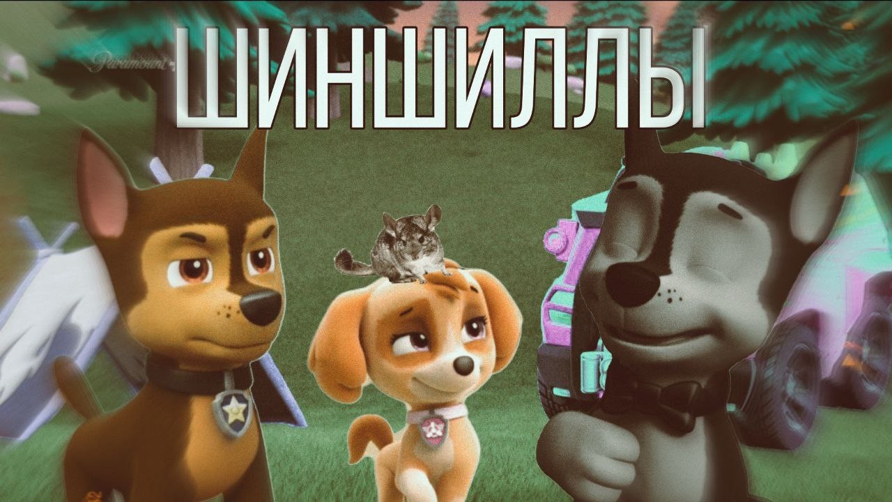 Гончик, Скай и Грэй-Шиншиллы (ЛСП)