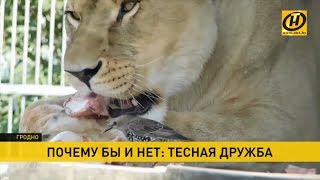 Львица подружилась со скворцом. Как объяснить странные отношения животных в зоопарке? Львица подружилась со скворцом. Как объяснить странные отношения животных в зоопарке?
