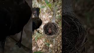 Mothers Watchful Care Review Bird Nest