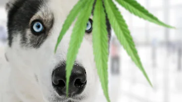 ¿Cuál es la diferencia entre el aceite de CBD para humanos y para mascotas?