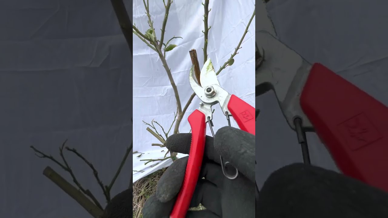 レモンの剪定】葉が無くなってしまったレモンの木の復活方法