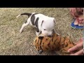 pitbull fight with tiger 17 day puppy fight