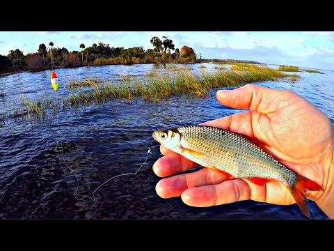 GIANT Florida Bass