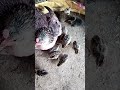 Chiks #forestfarming #poultryfarming #bird