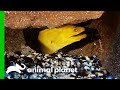 Moray Eel Escapes Holding Tank While Moving To New Exhibit | The Aquarium