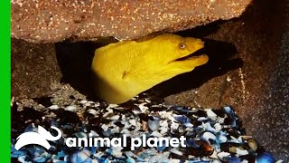 Moray Eel Escapes Holding Tank While Moving To New Exhibit | The Aquarium