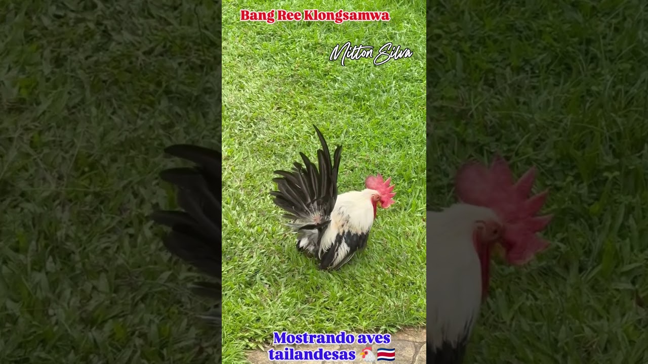 Nagasaki Silver Duckwing - YouTube