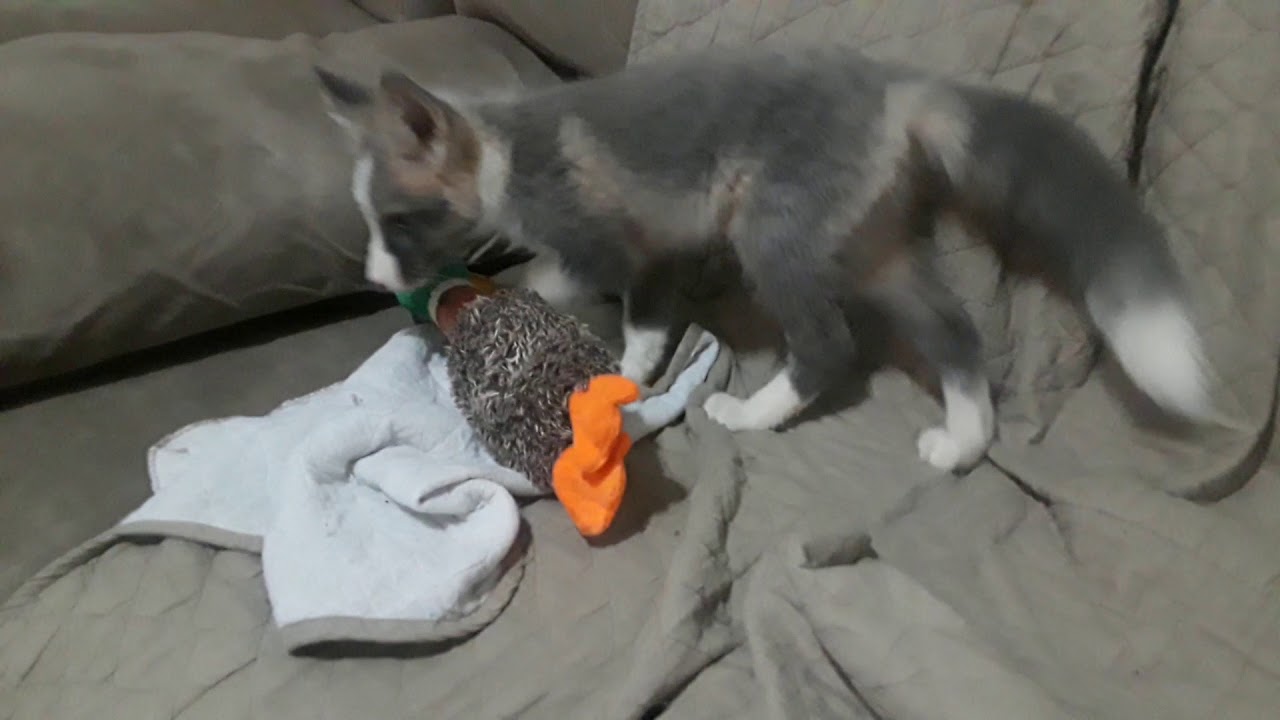 tyrone jose gonzales orama TYR not phased by fireworks