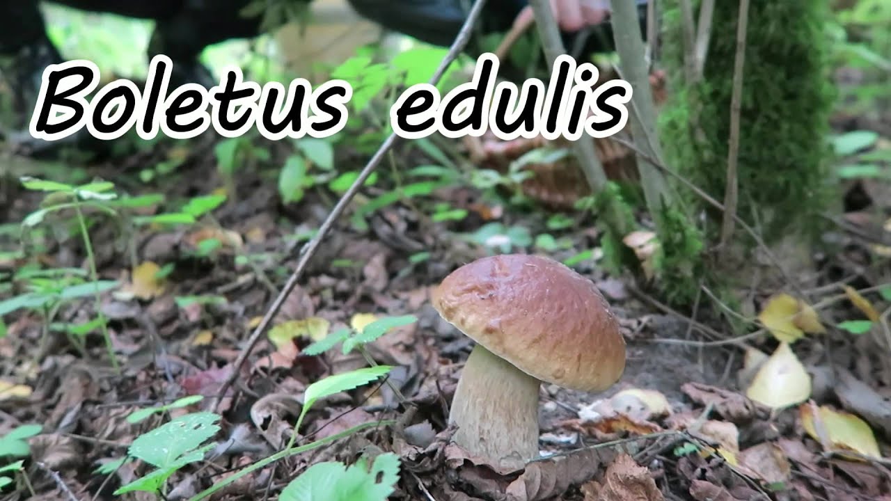 Wild autumn mushroom hunting, penny bun bolete and foxy bolete YouTube