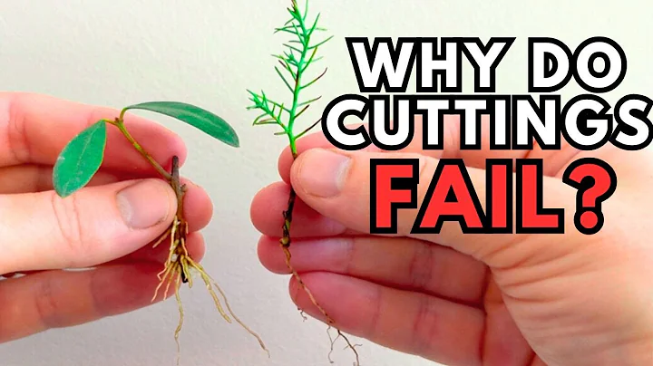 A Simple Way to ROOT Trees/Plants From CUTTINGS