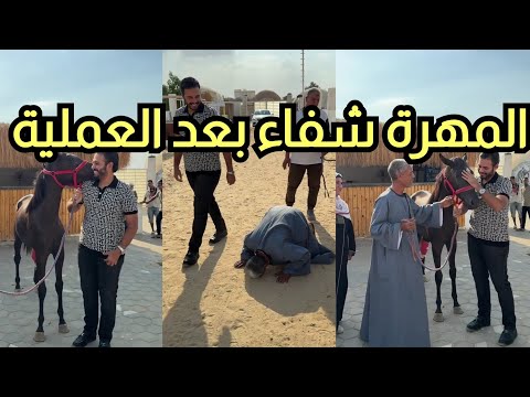 سجد لما شاف المهرة شفاء بعد العملية