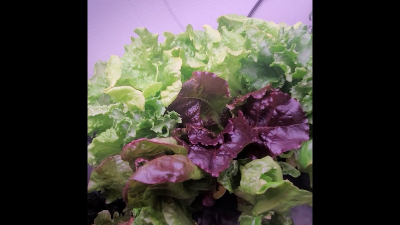 Aerogarden Lettuce - Day 33 [ #7 ] Aerogarden Farm update.