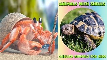 Shelled Animals for Kids - Exploring Different Animals with Shell #animals #kiddizoo #education