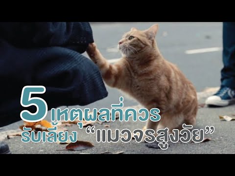 วีดีโอ: 5 เหตุผลที่คนควรรักแมว