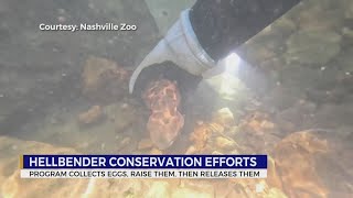 Hellbender conservation efforts in Middle TN