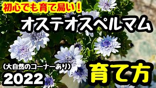 ◆初心者向け❗️『オステオスペルマム』簡単・きれい・育て易い