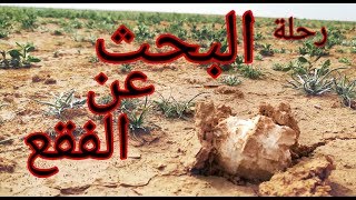الفقع(الكما)في العراق صحراء الانبار 2019/2/15