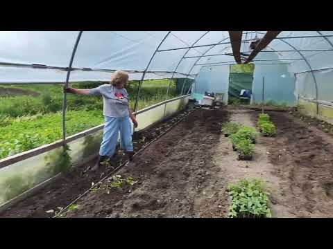 RĂSADURI  ÎN SOLAR🥒🥬🍅🍉🥕CARAS LA UNDIȚĂ 🐬 PĂSTRĂV DE FAG