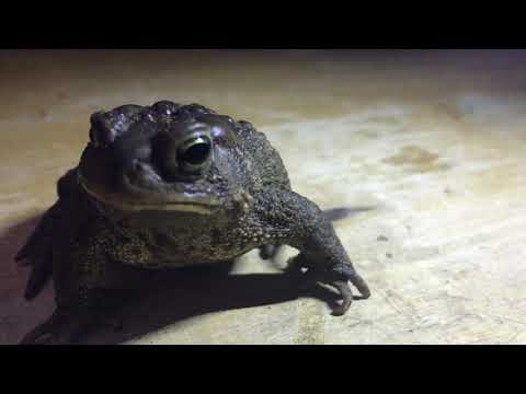 How toads hibernate