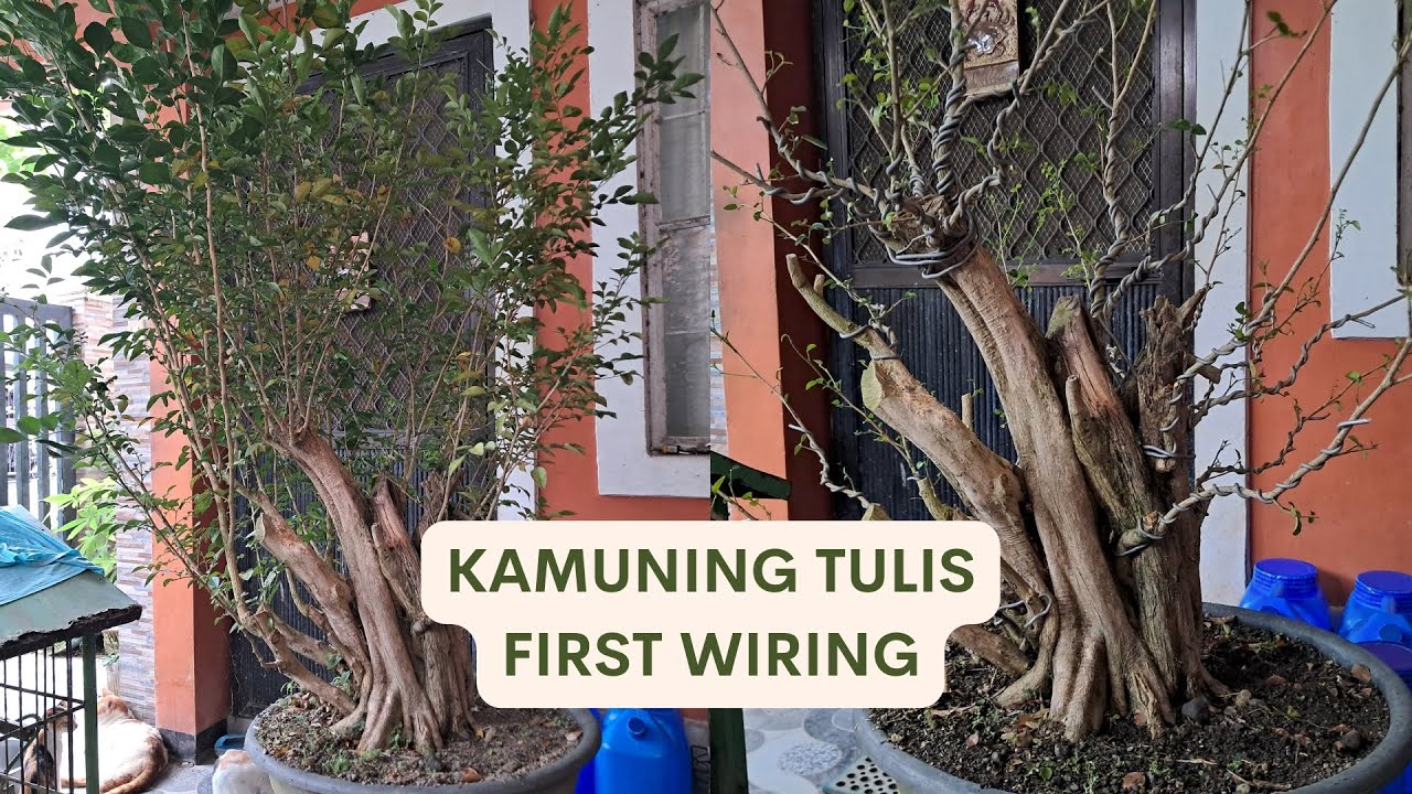 Initial Wiring Of My Murraya Paniculata Bonsai Material [w/ English Subtitles]