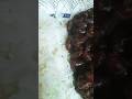 Rajma chawal recipie #rajma #shortsvideo
