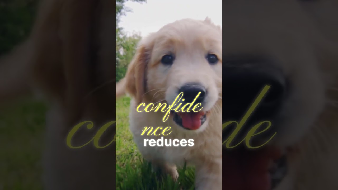 Confident Puppy Socialization Tips