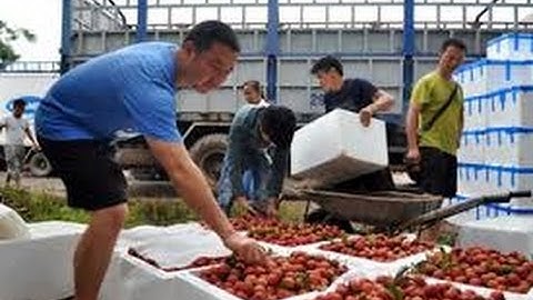 Hôm nay (10/6), lô vải thiều đầu tiên sẽ được xuất sang Australia