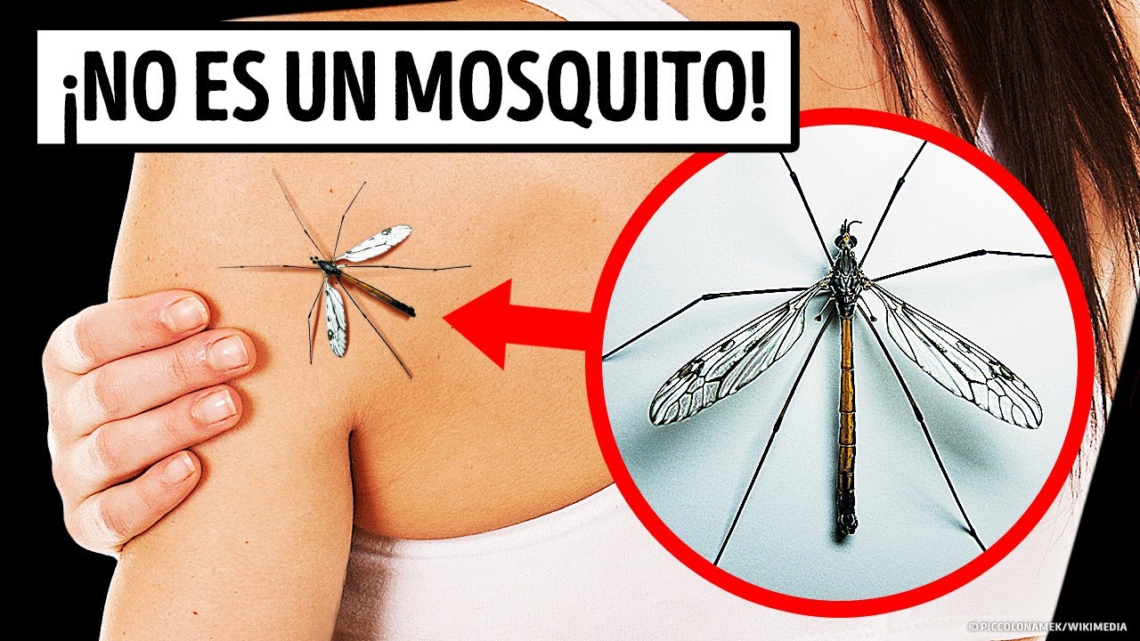 Si alg�n d�a ves este bicho, �no lo aplastes!