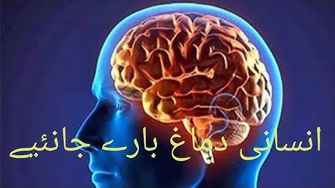 The Human Brain Nature’s Most Complex Machine