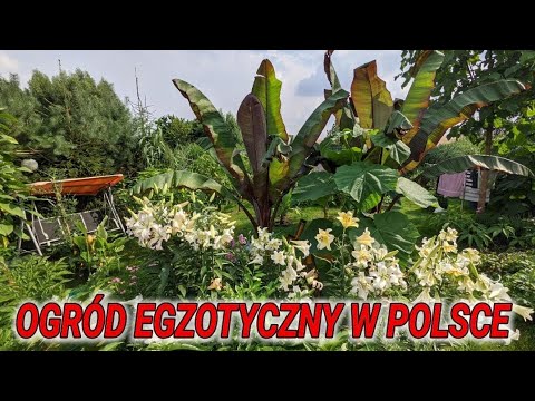 Ogród egzotyczny w Polsce. Zapraszam do obejścia 😃🌱👌 uprawa, porady, przyrosty, gigantyczne rośliny.