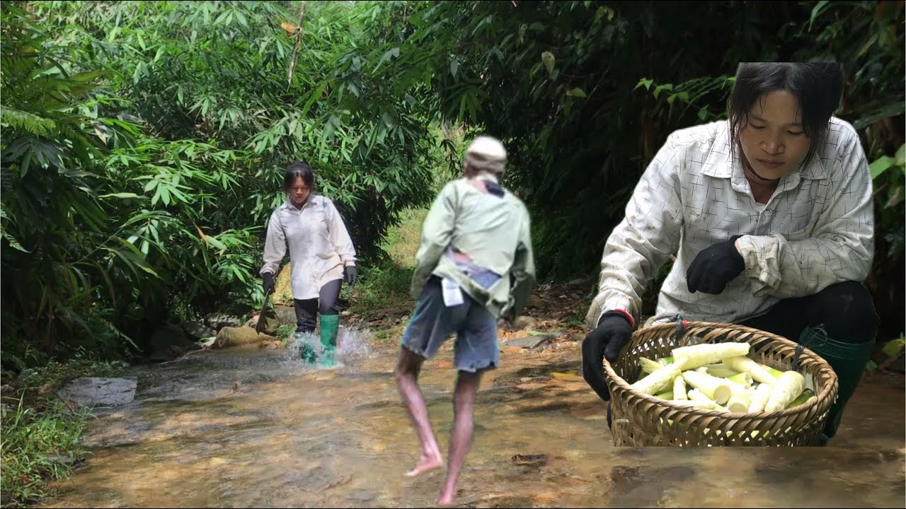 Single mother went to the forest to look for bamboo shoots and ended up ...