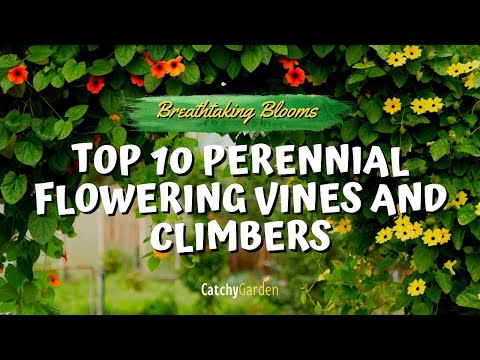 Breathtaking Blooms: Top 10 Perennial Flowering Vines And Climbers