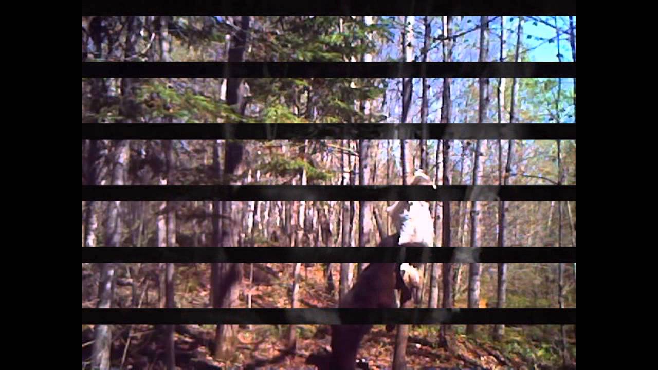 Trail camera videos (2015) YouTube
