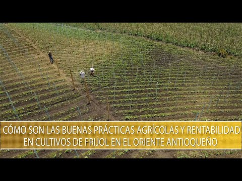 Video: Cultivo De Frijoles Vegetales En áreas Agrícolas De Riesgo
