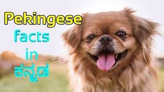 Pekingese facts in Kannada