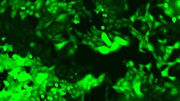 U-2 OS GFP expression 63hrs using JuLI FL