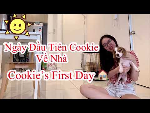 Ngày Đầu Tiên Cookie Về Nhà l Beagle Puppy Cookie’s First Day At Home 🐶