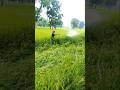 Mausam Kharap Hone Se Khet Me Dikhe Maahu।#shortvideo #automobile #farming