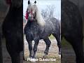 Sur frumos #horse #cai #românia #bucovina #horsepower #pferd #pferde