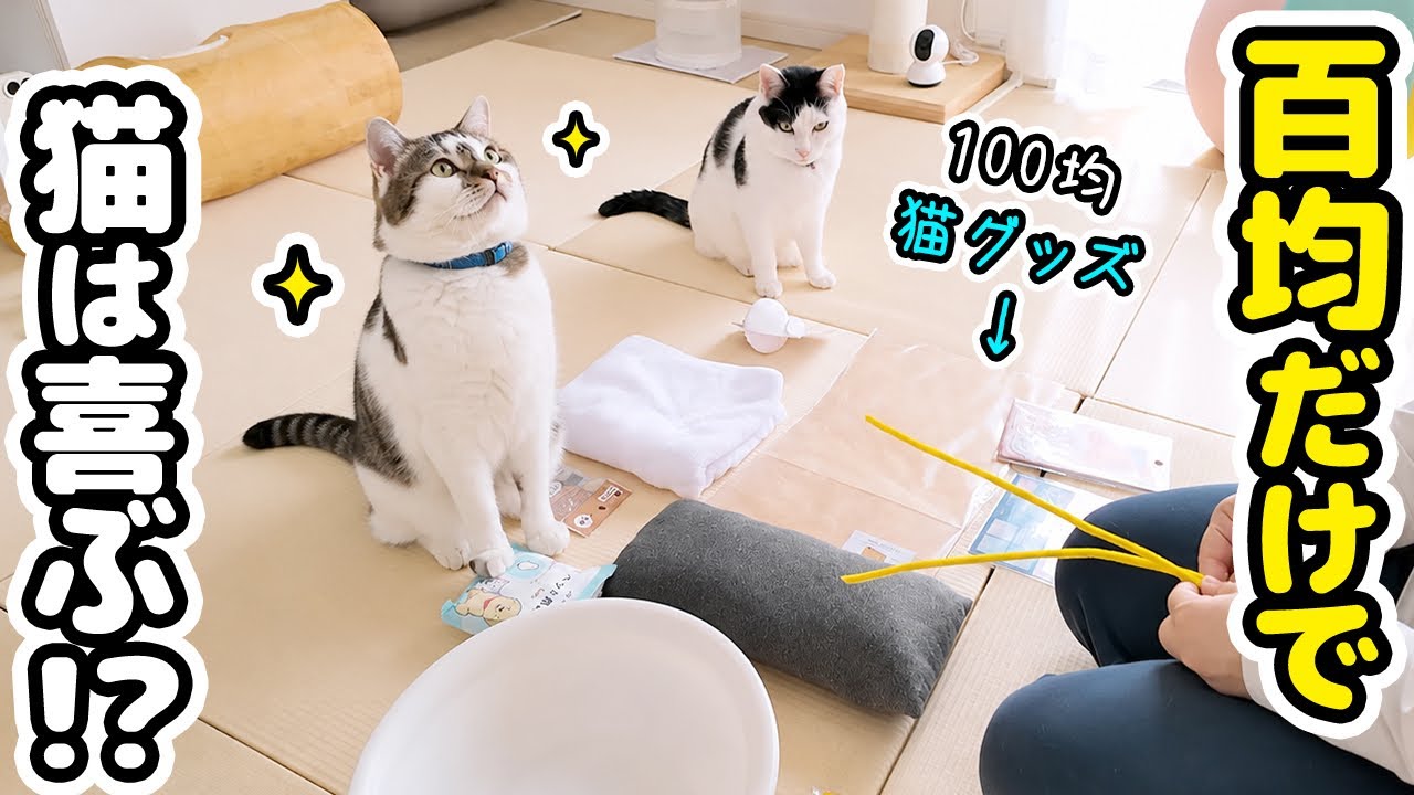 I seriously searched a 100-yen shop for things my cats would love