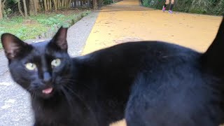 公園で出会った黒猫、懐いて膝の上に乗ってきた。