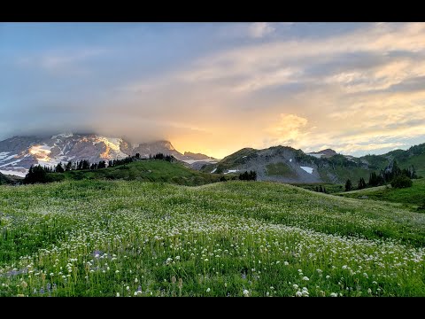 Video: Mount Rainier National Park Wildflower Blüte