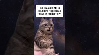 СТРАШНО #юмор #вайшнавы #прикол #мем #cat #кот #санкиртана #проповедь #shorts