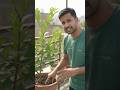 Lemon plant 🍋 care | #lemon #plants #gardening #tips #shortsfeed #ytshorts #yt #greenworldai